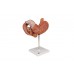 model żołądka człowieka, 3 części - 3b smart anatomy - 1000303 [k16] 3b scientific modele anatomiczne 4